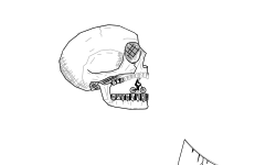 Just a Skull
