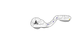 Phyllomedus
