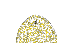 Egg of 1000 stars