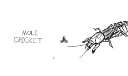I found a mole cricket