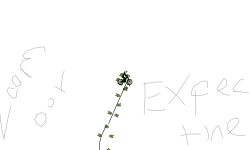 Expect the unexpected