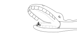 Snake Intestine Hold Up (Desc)